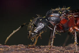 Camponotus herculeanus / Schwarze Rossameise / Ameisen - Formicidae - Formicinae