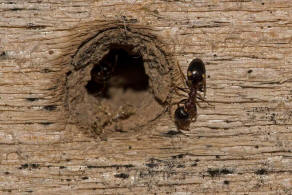 Dolichoderus quadripunctatus / Vierpunktameise / Ameisen - Formicidae - Drsenameisen - Dolichoderinae