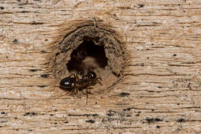 Dolichoderus quadripunctatus / Vierpunktameise / Ameisen - Formicidae - Drsenameisen - Dolichoderinae