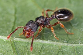 Myrmecina graminicola / Ohne deutschen Namen / Ameisen - Formicidae / Unterfamilie: Knotenameisen - Myrmicinae