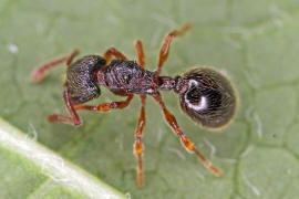 Myrmecina graminicola / Ohne deutschen Namen / Ameisen - Formicidae / Unterfamilie: Knotenameisen - Myrmicinae