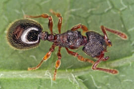 Myrmecina graminicola / Ohne deutschen Namen / Ameisen - Formicidae / Unterfamilie: Knotenameisen - Myrmicinae