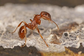 Myrmica rubra / Rote Gartenameise / Ameisen - Formicidae / Unterfamilie: Knotenameisen - Myrmicinae