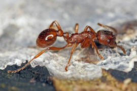 Myrmica rubra / Rote Gartenameise / Ameisen - Formicidae / Unterfamilie: Knotenameisen - Myrmicinae