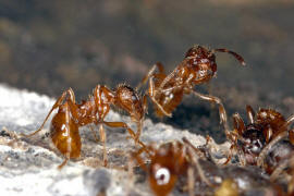 Myrmica rubra / Rote Gartenameise / Ameisen - Formicidae / Unterfamilie: Knotenameisen - Myrmicinae