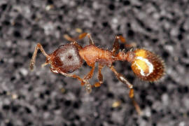 Temnothorax affinis / Ohne deutschen Namen / Ameisen - Formicidae / Unterfamilie: Knotenameisen - Myrmicinae