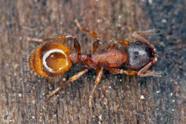 Temnothorax affinis / Ohne deutschen Namen / Ameisen - Formicidae / Unterfamilie: Knotenameisen - Myrmicinae