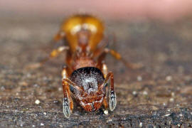 Temnothorax affinis / Ohne deutschen Namen / Ameisen - Formicidae / Unterfamilie: Knotenameisen - Myrmicinae