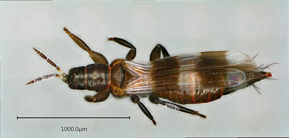 Aeolothrips intermedius / Gebänderter Raubthrips / Raubthrips / Aeolothripidae Ordnung: Fransenflügler - Thysanoptera