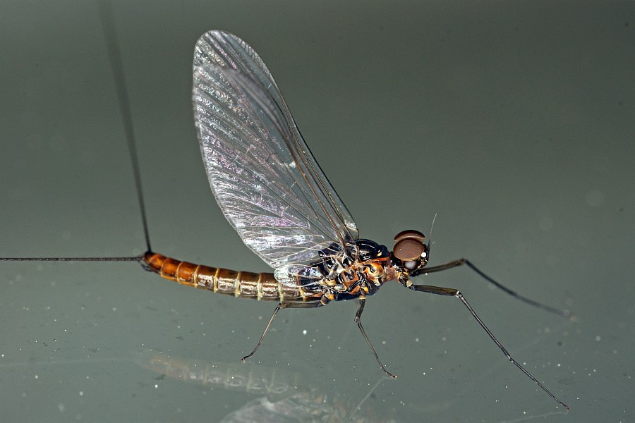 Baetis rhodani / Ohne deutschen Namen / Baetidae / Ordnung: Eintagsfliegen - Ephemeroptera