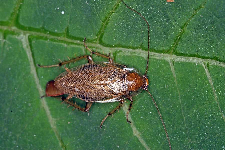 Ectobius vittiventris / BernsteinWaldschabe / Ectobiidae Ectobiidae Waldschaben