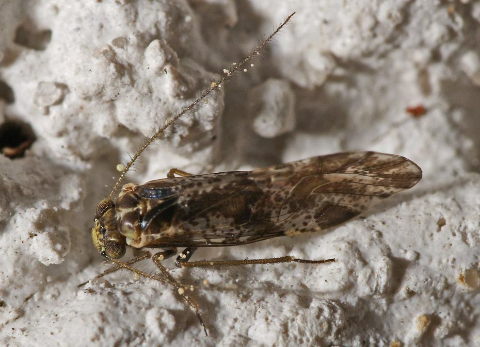 Loensia fasciata / Ohne deutschen Namen / Psocidae / Ordnung: Staubläuse - Psocoptera