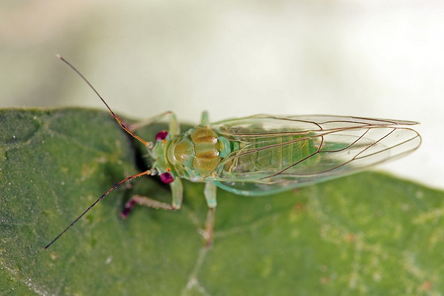 Cacopsylla mali / FrühjahrsApfelblattsauger / Psyllidae / Überfamilie