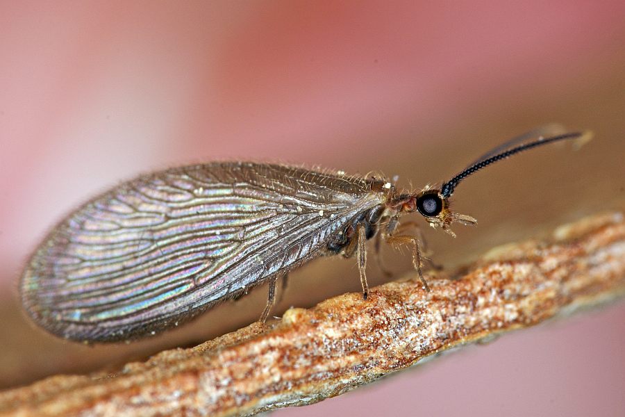 Sisyra terminalis / Ohne deutschen Namen / Schwammhafte - Sisyridae / Ordnung: Netzflügler - Neuroptera