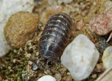 Armadillidium vulgare / Gemeine Rollassel / Familie: Armadillididae / Ordnung: Isopoda - Asseln