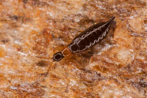 Bolothrips bicolor (Heeger, 1852) / Phlaeothripidae (Thysanoptera - Thripse)