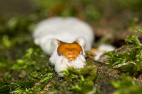 Chelidurella acanthopygia / Wald-Ohrwurm (mit Zoophthora forficulae) / Eigentliche Ohrwrmer - Forficulidae / Ordnung: Ohrwrmer - Dermaptera