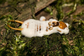 Chelidurella acanthopygia / Wald-Ohrwurm (mit Zoophthora forficulae) / Eigentliche Ohrwrmer - Forficulidae / Ordnung: Ohrwrmer - Dermaptera