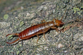 Forficula auricularia / Gemeiner Ohrwurm / Eigentliche Ohrwrmer - Forficulidae / Ordnung: Ohrwrmer - Dermaptera