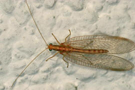 Chrysoperla carnea / Gemeine Florfliege (im Winterkleid) / Familie: Florfliegen - Chrysopidae / Ordnung: Netzflgler - Neuroptera 