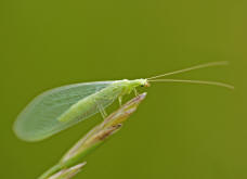 Chrysoperla carnea / Gemeine Florfliege / Familie: Florfliegen - Chrysopidae / Ordnung: Netzflgler - Neuroptera 