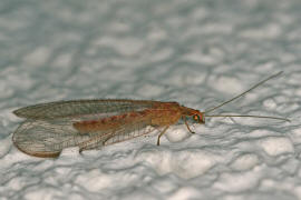 Chrysoperla carnea / Gemeine Florfliege (im Winterkleid) / Familie: Florfliegen - Chrysopidae / Ordnung: Netzflgler - Neuroptera 