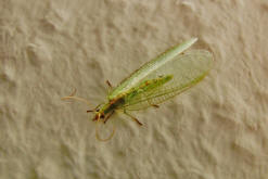 Chrysoperla carnea / Gemeine Florfliege / Familie: Florfliegen - Chrysopidae / Ordnung: Netzflgler - Neuroptera 