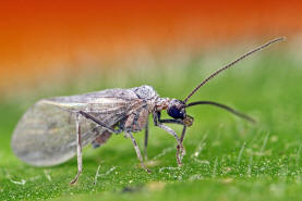 Conwentzia pineticola / Nadelbaum-Staubhaft / Staubhafte - Coniopterygidae / Ordnung: Netzflgler - Neuroptera