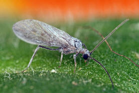 Conwentzia pineticola / Nadelbaum-Staubhaft / Staubhafte - Coniopterygidae / Ordnung: Netzflgler - Neuroptera