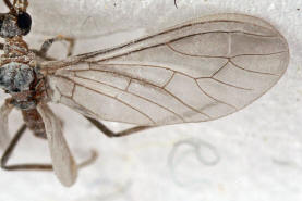Conwentzia pineticola / Nadelbaum-Staubhaft / Staubhafte - Coniopterygidae / Ordnung: Netzflügler - Neuroptera