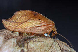 Drepanepteryx phalaenoides / Totes Blatt / "Blattlauslwe" / Taghafte - Hemerobiidae / Ordnung: Netzflgler - Neuroptera