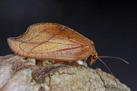 Drepanepteryx phalaenoides / Totes Blatt / "Blattlauslwe" / Taghafte - Hemerobiidae / Ordnung: Netzflgler - Neuroptera