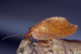 Drepanepteryx phalaenoides / Totes Blatt / "Blattlauslwe" / Taghafte - Hemerobiidae / Ordnung: Netzflgler - Neuroptera