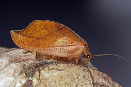 Drepanepteryx phalaenoides / Totes Blatt / "Blattlauslwe" / Taghafte - Hemerobiidae / Ordnung: Netzflgler - Neuroptera