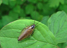 Ectobius lapponicus / Lapplndische Waldschabe (Mnnchen) / Blattelidae / Ordnung: Blattodea - Schaben