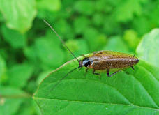 Ectobius lapponicus / Lappländische Waldschabe (Männchen) / Blattelidae / Ordnung: Blattodea - Schaben