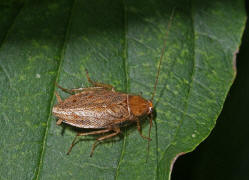 Ectobius vittiventris / Bernstein-Waldschabe / Ectobiidae -  Ectobiidae - Waldschaben / Ordnung: Blattodea - Schaben