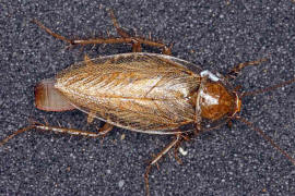 Ectobius vittiventris / Bernstein-Waldschabe (Weibchen mit Oothek) / Ectobiidae -  Ectobiidae - Waldschaben / Ordnung: Blattodea - Schaben