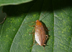 Ectobius vittiventris / Bernstein-Waldschabe / Ectobiidae -  Ectobiidae - Waldschaben / Ordnung: Blattodea - Schaben