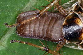 Ectobius vittiventris / Bernstein-Waldschabe (Weibchen mit Oothek) / Ectobiidae -  Ectobiidae - Waldschaben / Ordnung: Blattodea - Schaben