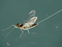 Ephemeroptera spec. / Eintagsfliege