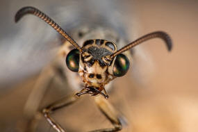 Euroleon nostras / Geflecktflügelige Ameisenjungfer / Ameisenjungfern - Myrmeleontidae / Ordnung: Netzflügler - Neuroptera