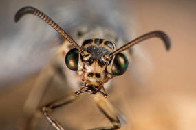 Euroleon nostras / Geflecktflgelige Ameisenjungfer / Ameisenjungfern - Myrmeleontidae / Ordnung: Netzflgler - Neuroptera