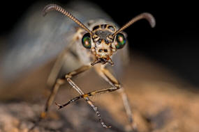 Euroleon nostras / Geflecktflgelige Ameisenjungfer / Ameisenjungfern - Myrmeleontidae / Ordnung: Netzflgler - Neuroptera