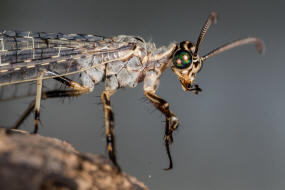 Euroleon nostras / Geflecktflgelige Ameisenjungfer / Ameisenjungfern - Myrmeleontidae / Ordnung: Netzflgler - Neuroptera