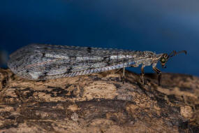 Euroleon nostras / Geflecktflgelige Ameisenjungfer / Ameisenjungfern - Myrmeleontidae / Ordnung: Netzflgler - Neuroptera