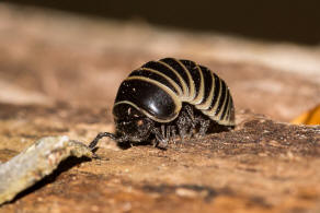 Glomeris marginata / Gerandeter Saftkugler / Ordnung: Saftkugler - Glomerida / Klasse: Diplopoda - Doppelfer