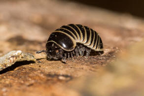 Glomeris marginata / Gerandeter Saftkugler / Ordnung: Saftkugler - Glomerida / Klasse: Diplopoda - Doppelfer