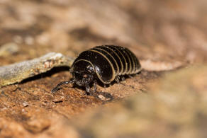 Glomeris marginata / Gerandeter Saftkugler / Ordnung: Saftkugler - Glomerida / Klasse: Diplopoda - Doppelfer