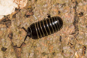 Glomeris marginata / Gerandeter Saftkugler / Ordnung: Saftkugler - Glomerida / Klasse: Diplopoda - Doppelfer